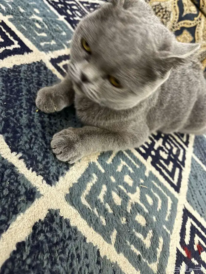قطه 4