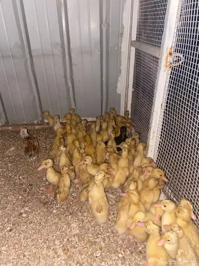 صيصان بط 0