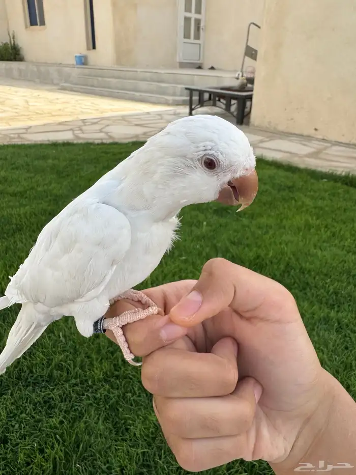 ببغاء كويكر اليف متكلم وهدد داخلي وخارجي تم البيع 0