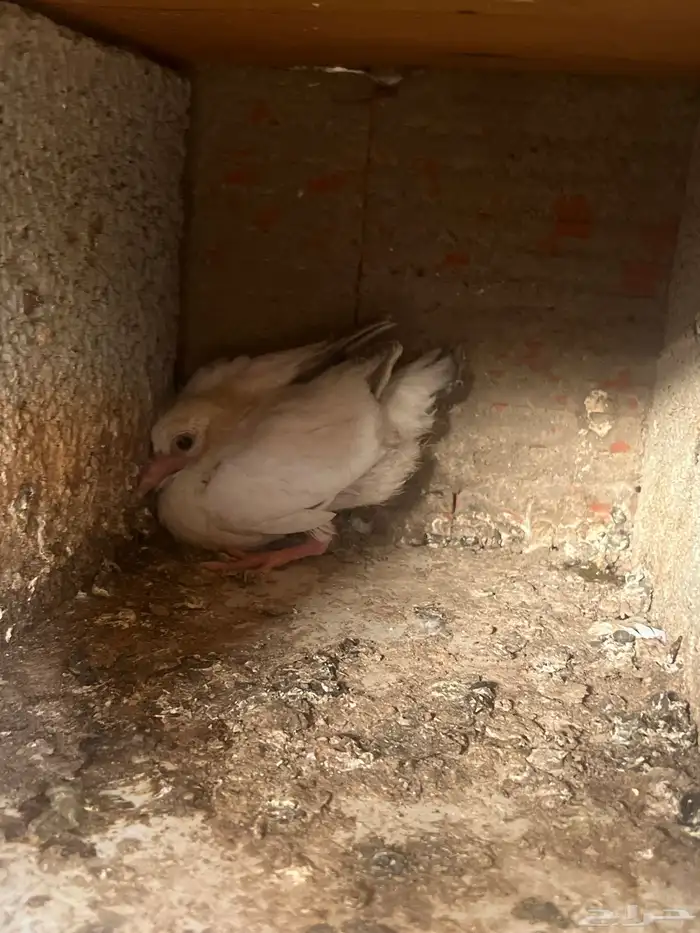 حمام فرنسي و باكستاني 6
