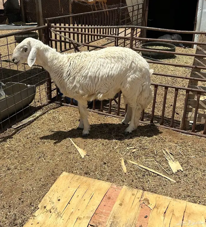 البيع خروف حري يضحي 2