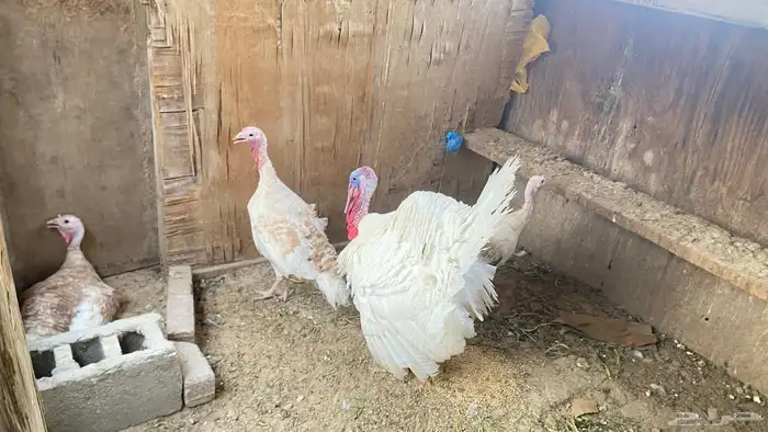 رومي العدد 2 ذكور و ثلاث إناثي 0