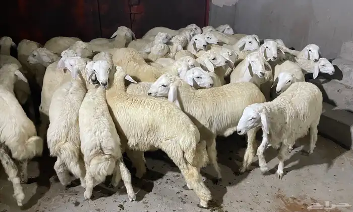 طليان سواكني و حري اضاحي 3