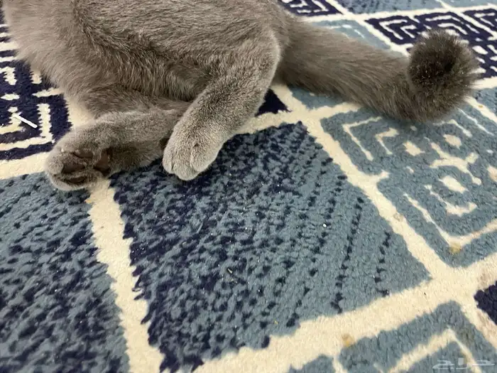 قطه 5