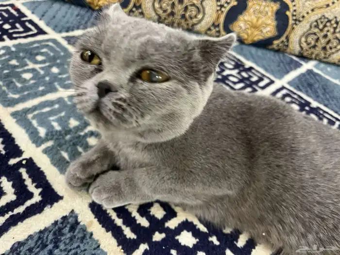 قطه 13