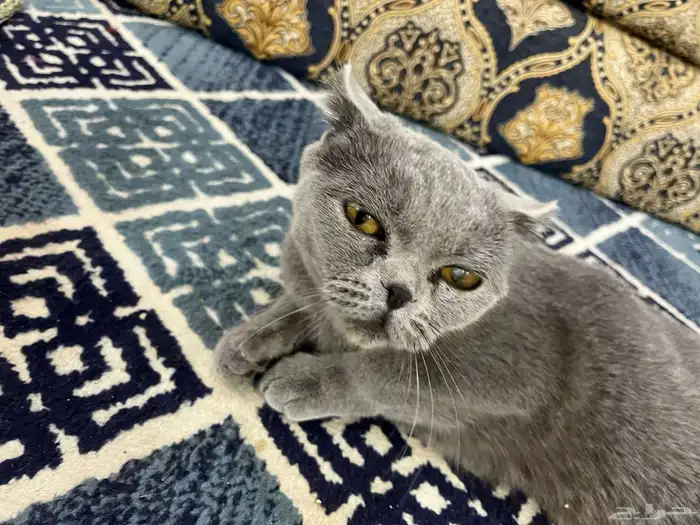 قطه 14