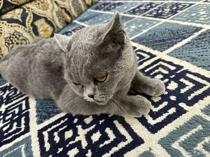 قطه 1