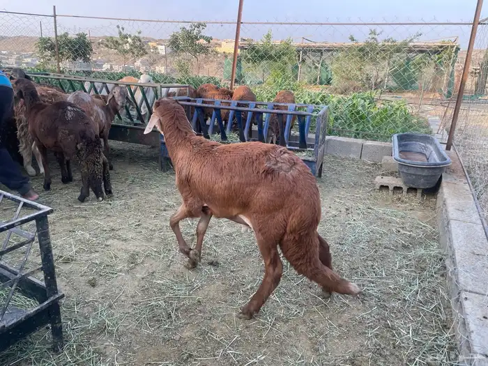 سواكني فاخرة مرابي 2