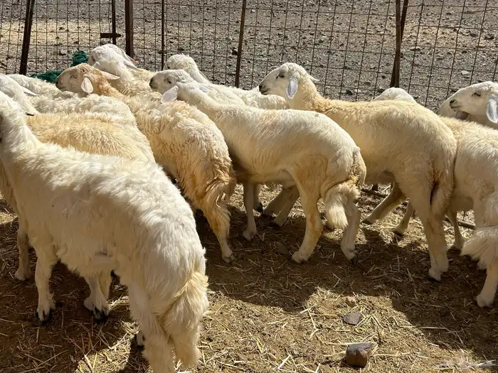 أضاحي للبيع يوجد ذبح في نفس الموقع ( بالحجز ) 2