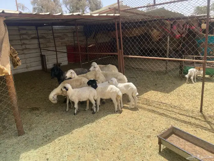 5 ضان مع بهمها تحتها خروف و3 ارخل 1