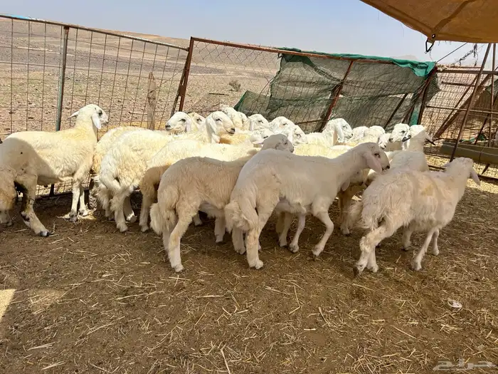 أضاحي للبيع يوجد ذبح في نفس الموقع ( بالحجز ) 3
