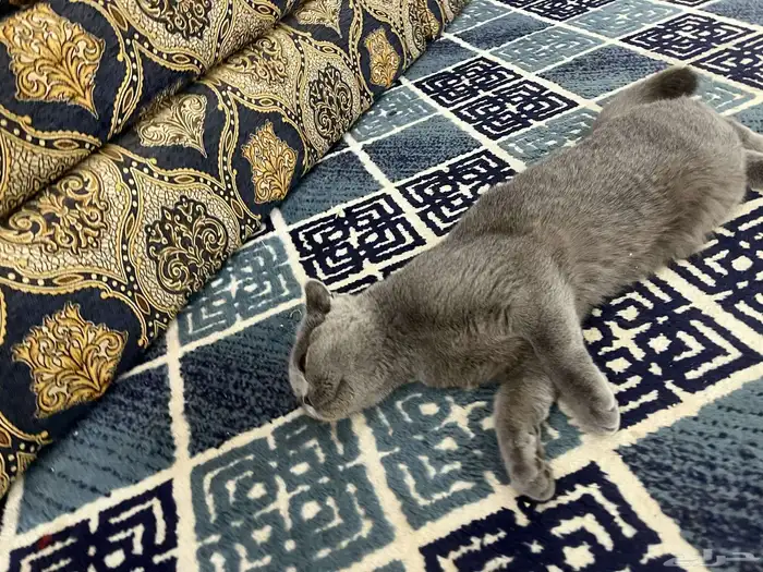 قطه 7