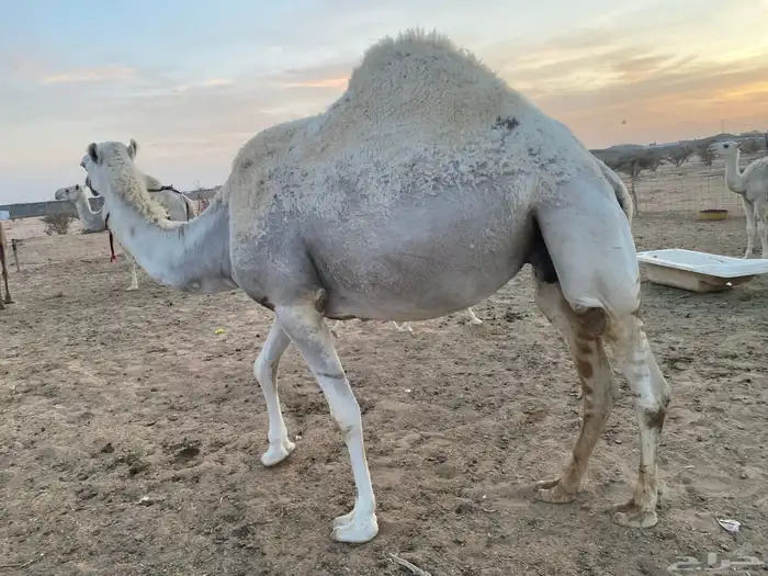 ناقه وضحا خفوت للبيع في بيشة 4