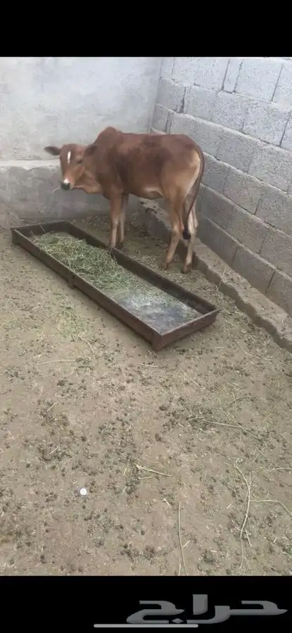 حسيله 1