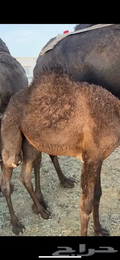 قعدان تربيه 3