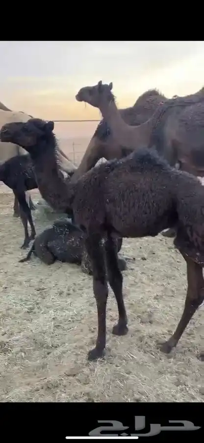 قعدان تربيه 0