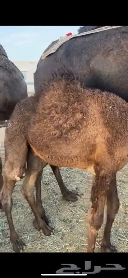 قعدان تربيه 2