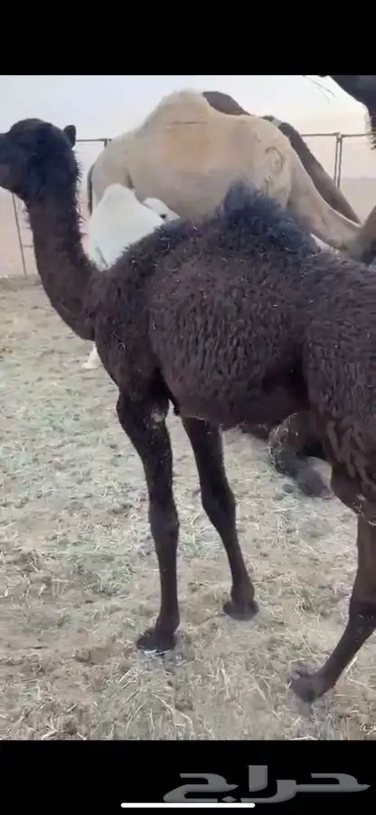 قعدان تربيه 1