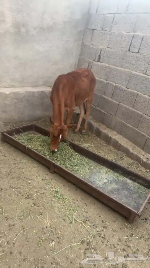 حسيله 2