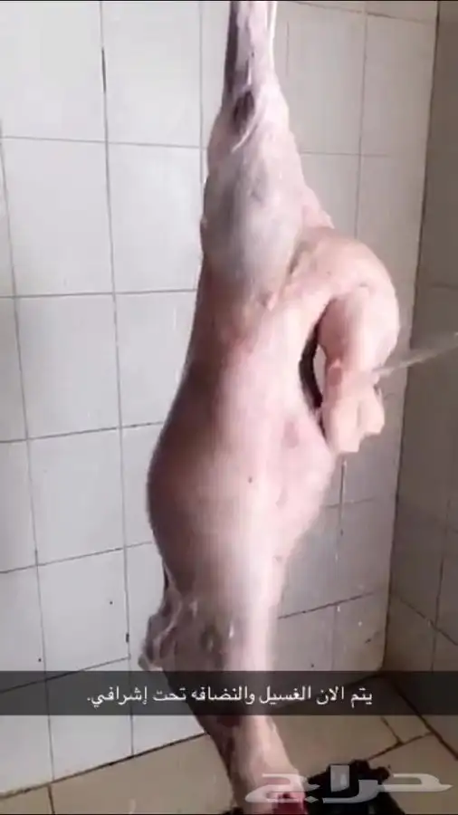 ذبايح حريه من البر مع الذبح والتوصيل مجاني 1