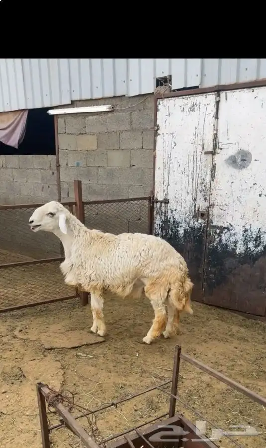 طلي( تم البيع) 0