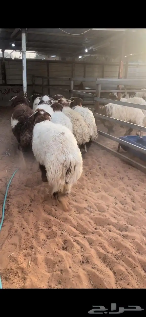 نعيم نجد حريات اضاحي 0