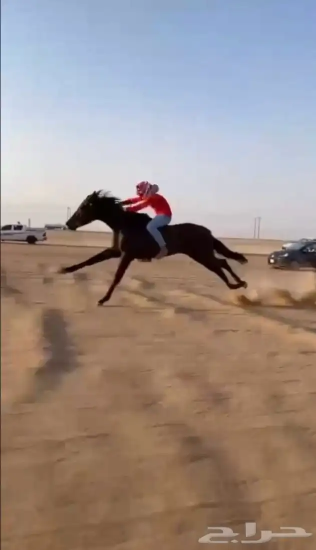 الحصان إنجليزي 2