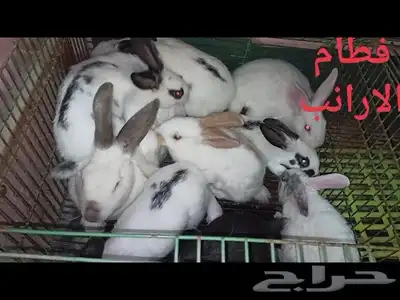 ارانب فطام وشمرتات وذبح ومنتجه للبيع بحاله ممتازه 0