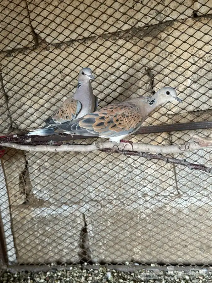 قماري محبوب الملايين 2