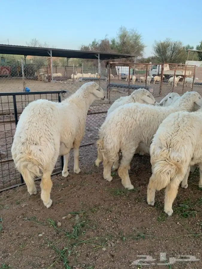 طليان أضاحي 3