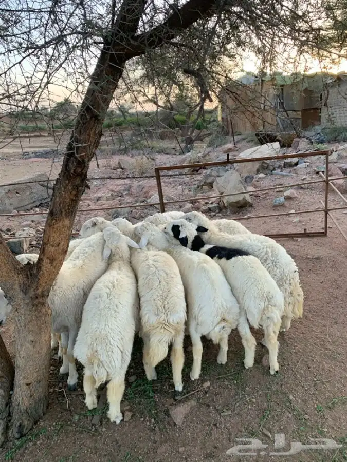 طليان أضاحي 5