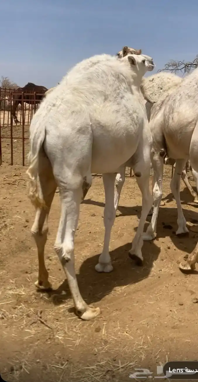 للبيع مفاريد فاااخره قعدان وبكار 2