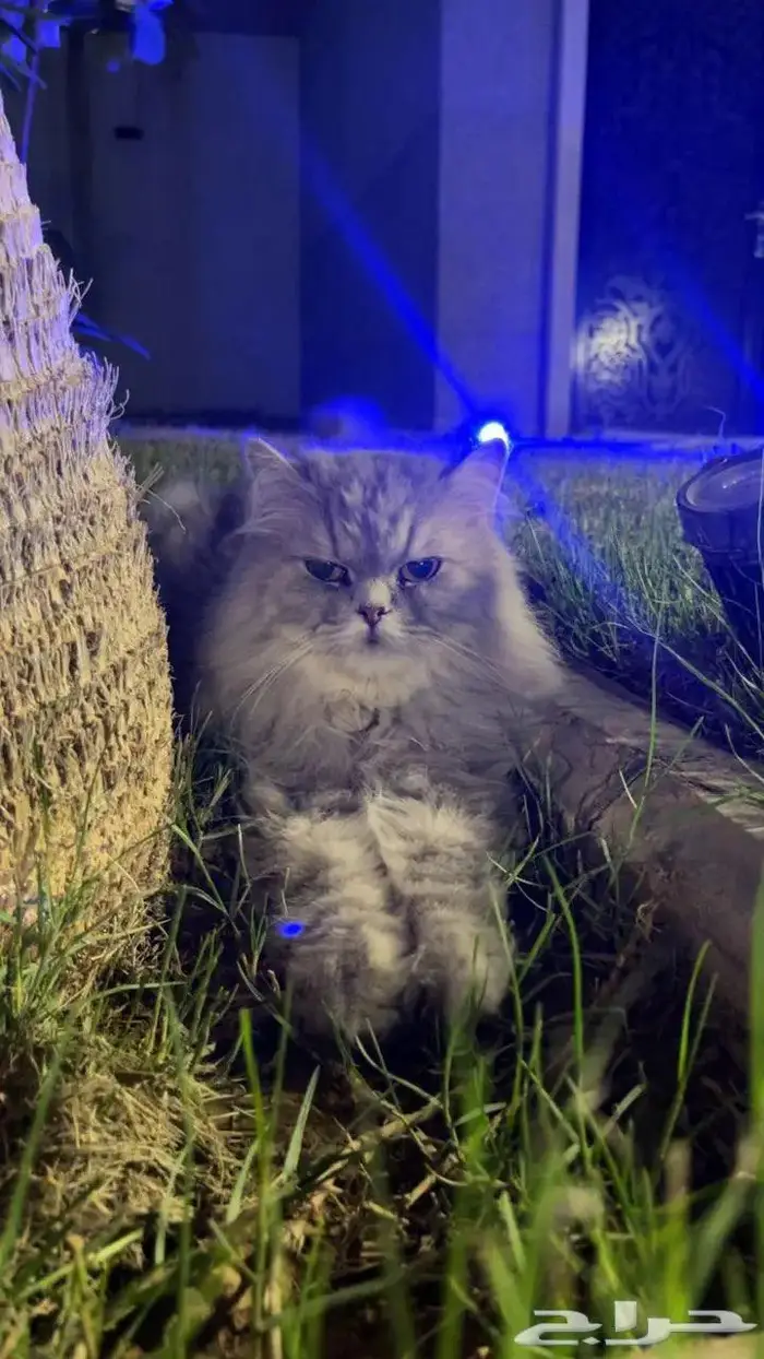 قط شيرازي للتبني 0