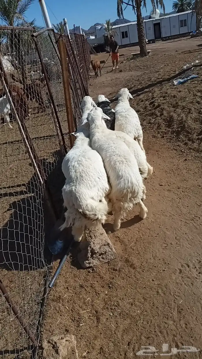 ذبايح طليان حري حبص نجد 3