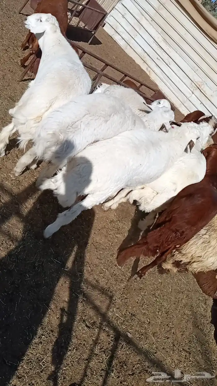 ذبايح طليان حري حبص نجد 6