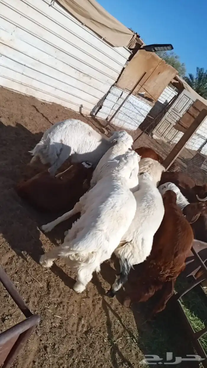 ذبايح طليان حري حبص نجد 4