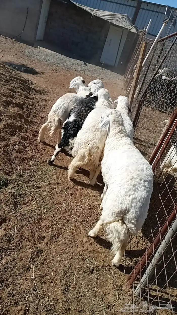 ذبايح طليان حري حبص نجد 1