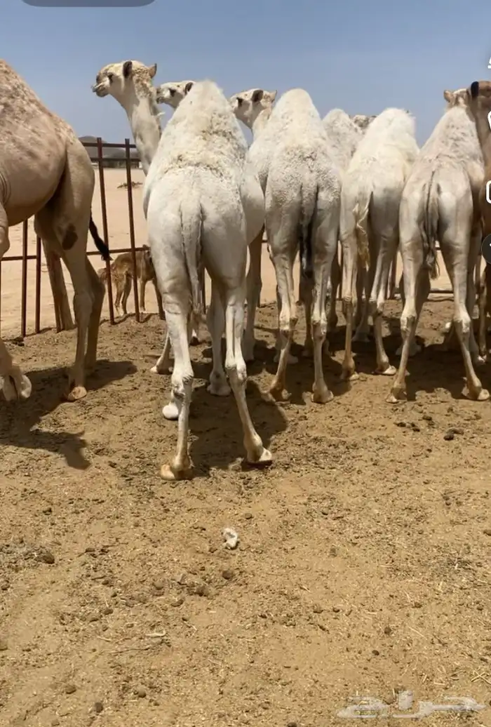 للبيع مفاريد فاااخره قعدان وبكار 0