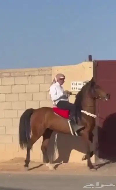 حصان 0