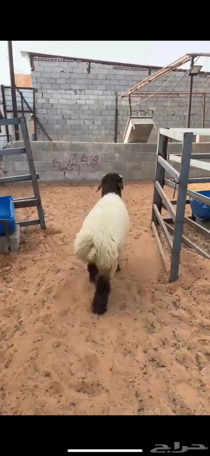 نعيم نجد حريات اضاحي 4