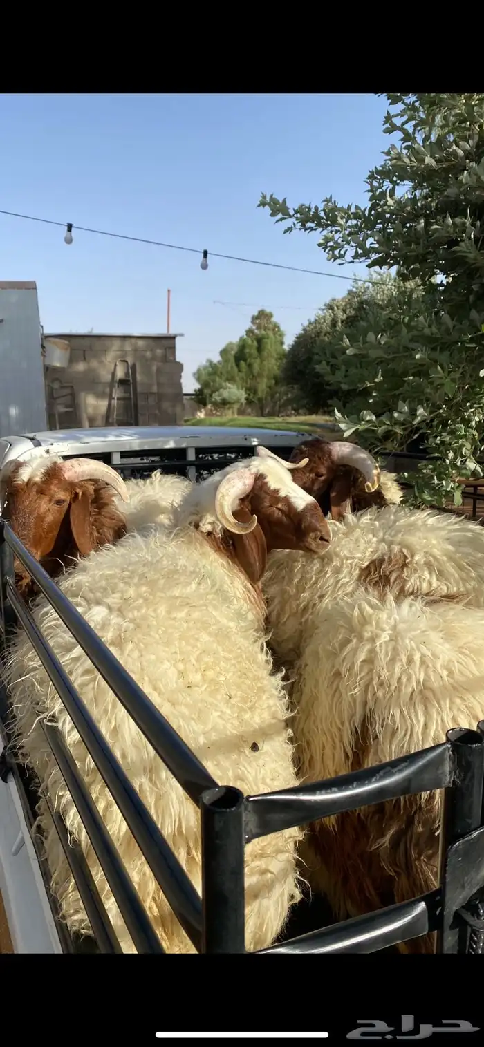 نقل اضاحي 3