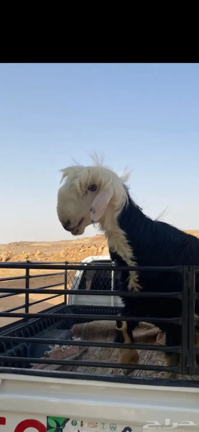 نقل اضاحي 1