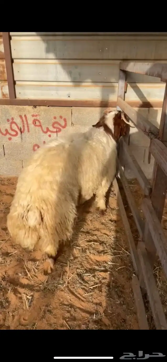 نعيم نجد حريات اضاحي 2