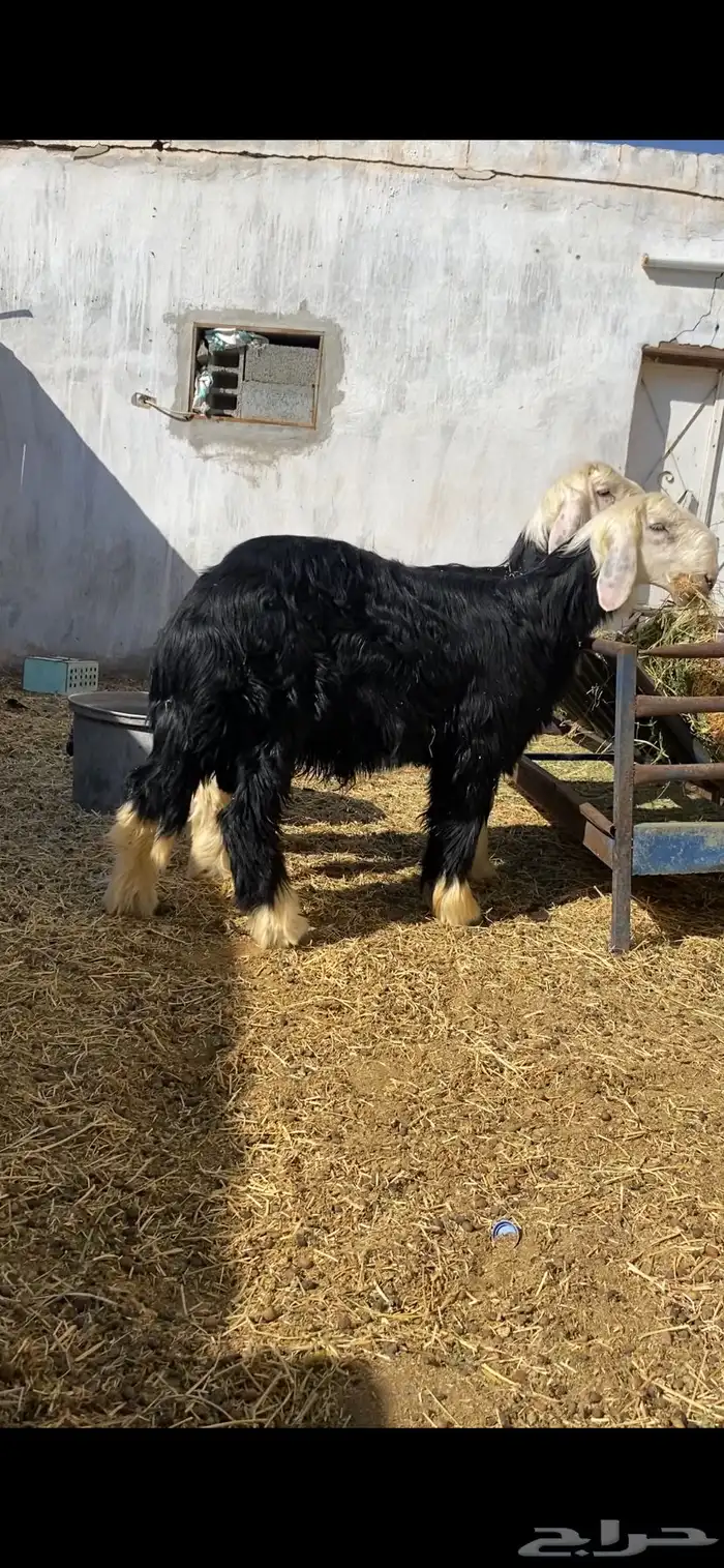 طليان نجد نتاج المراح 0
