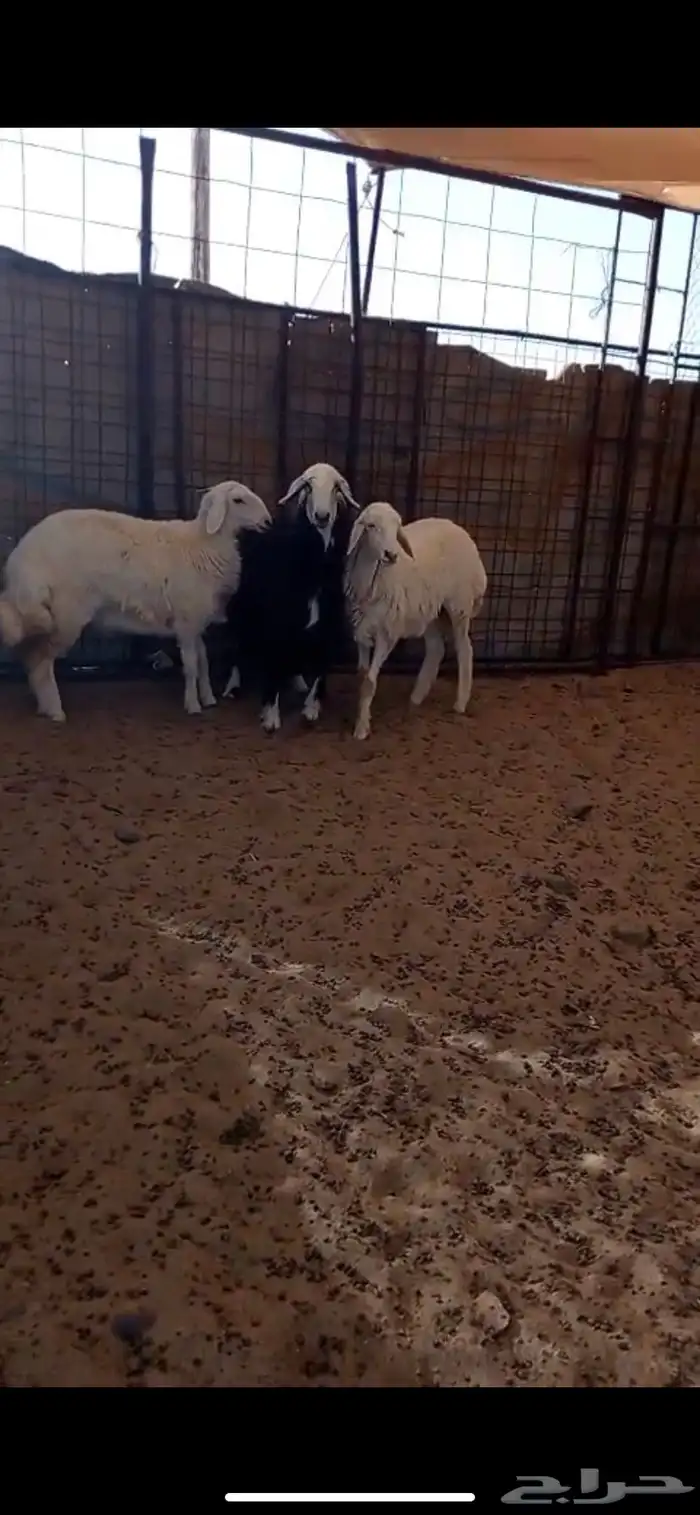 رخال حريه ونجديه اضاحي ونظاف وسمان( تم البيع خارج الموقع ) 2