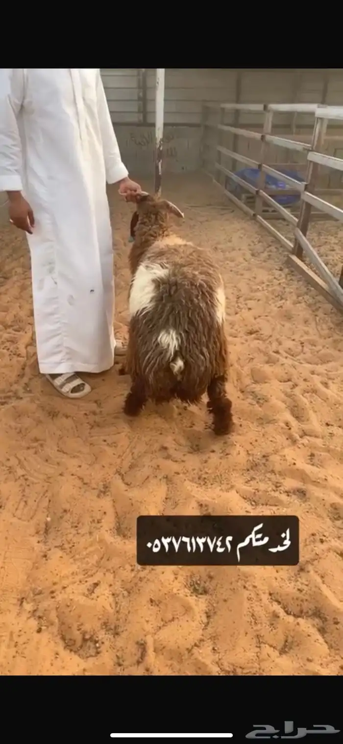 نعيم نجد حريات اضاحي 6