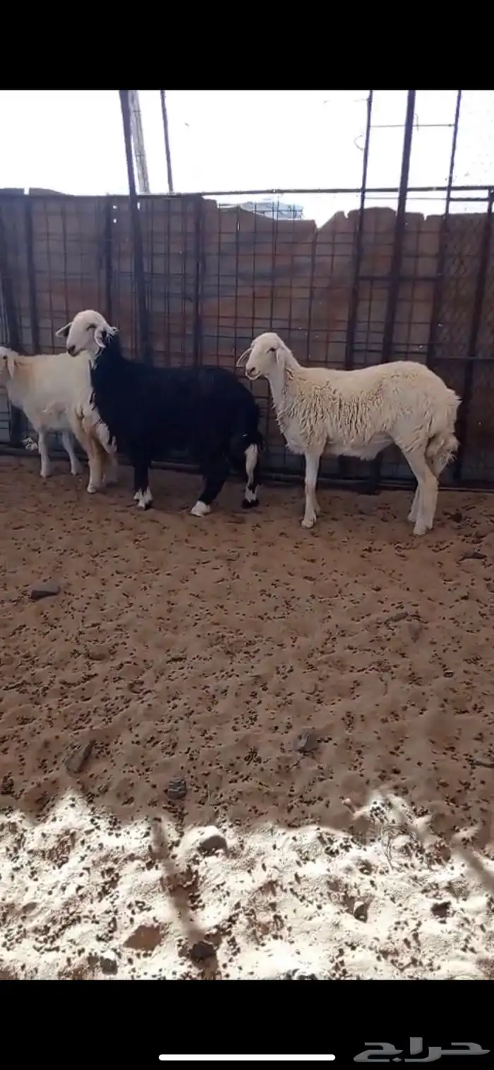 رخال حريه ونجديه اضاحي ونظاف وسمان( تم البيع خارج الموقع ) 3