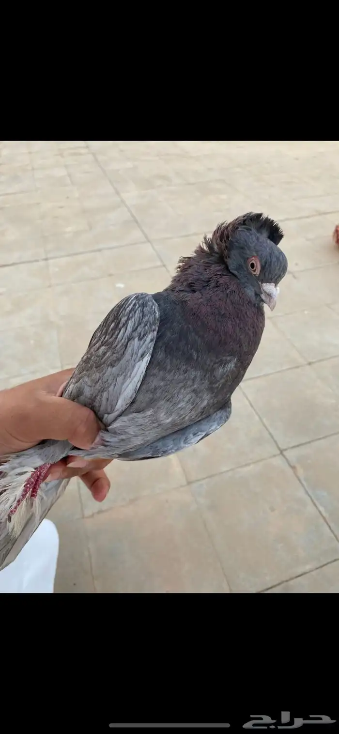 ذكر الصحه شرط على السوم 1