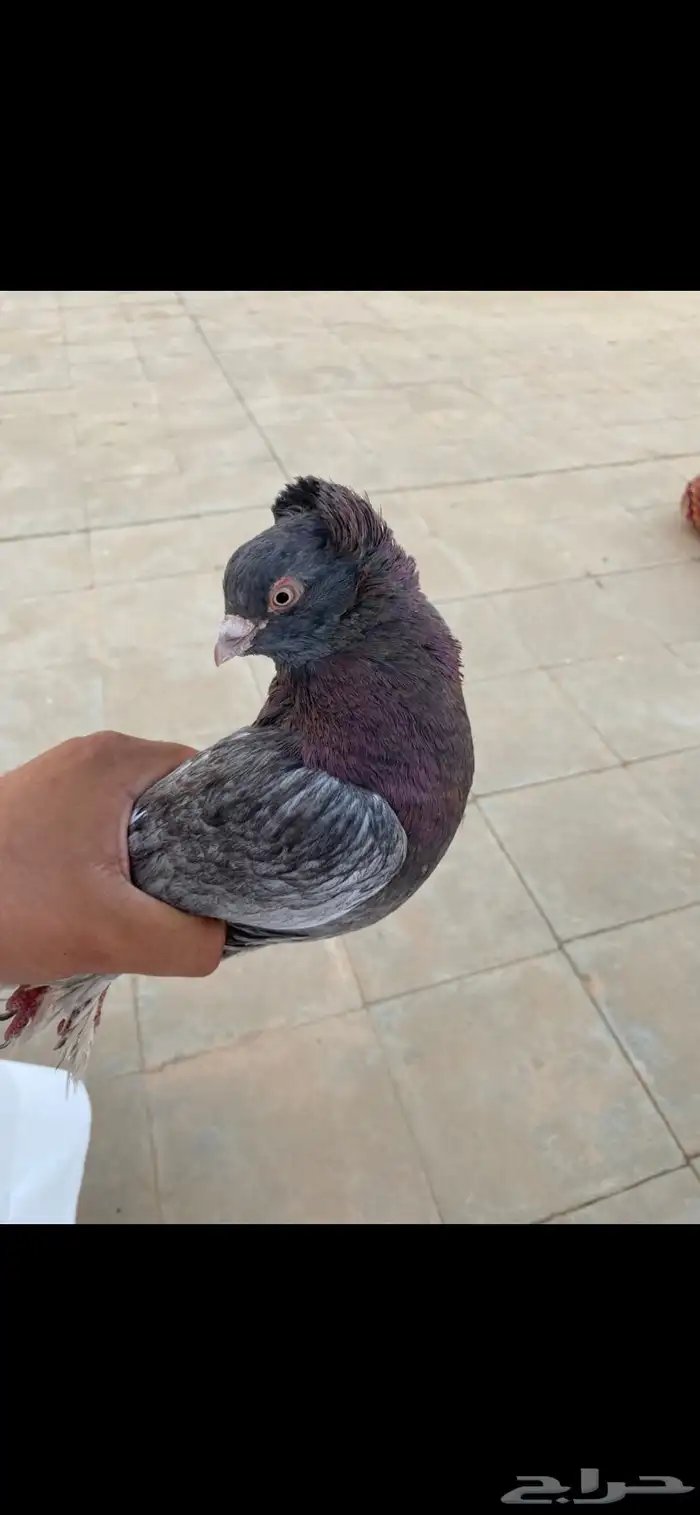 ذكر الصحه شرط على السوم 2