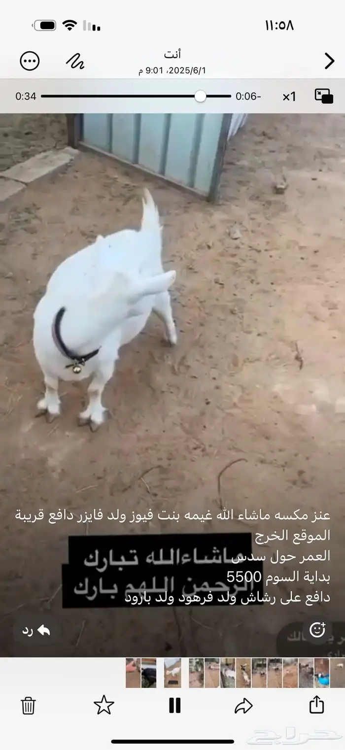 عنز قزميه قريبة ولاد 2